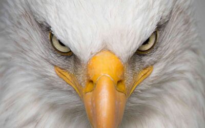 Fear Based Marketing: The Power (and Perils) of Using Fear in Marketing